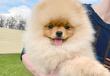 Richie Gold Lalapom Kyiv