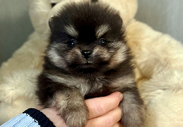 Teddy Treasure Lalapom Kyiv