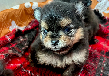 Thor Mikael Lalapom Kyiv