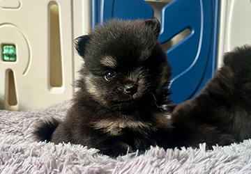 Tonia Tomina Lalapom Kyiv