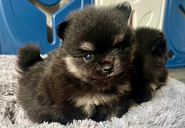 Tina Tiny Lalapom Kyiv