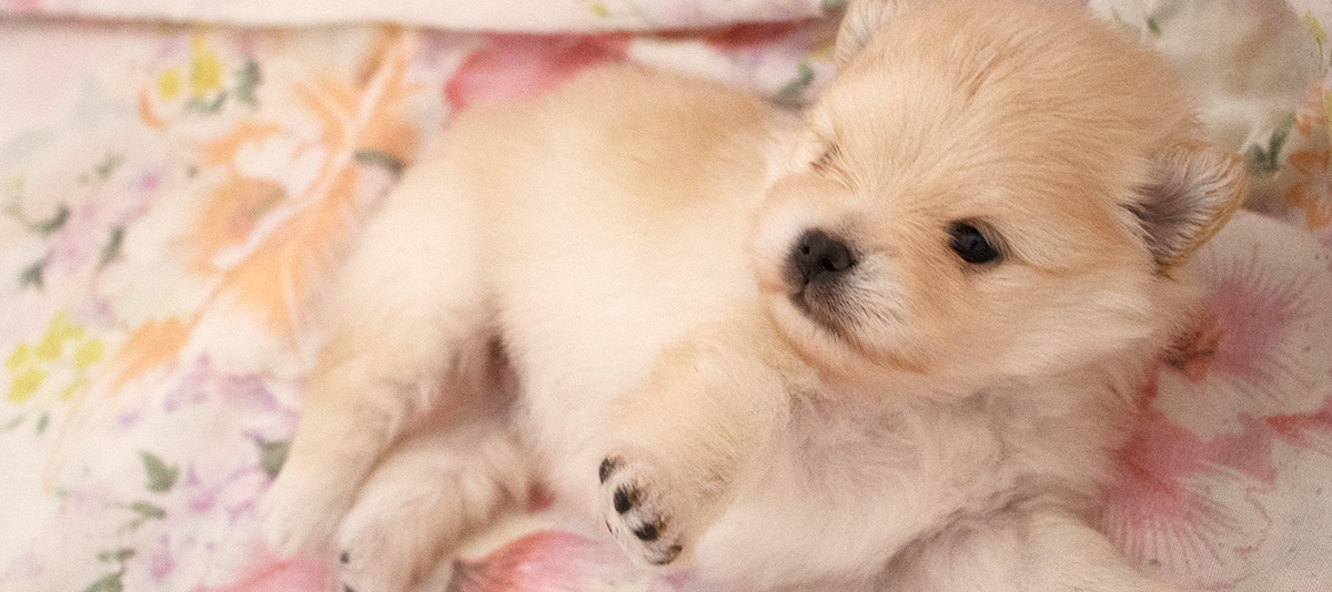 Pomeranian puppies for sale — LITTER G