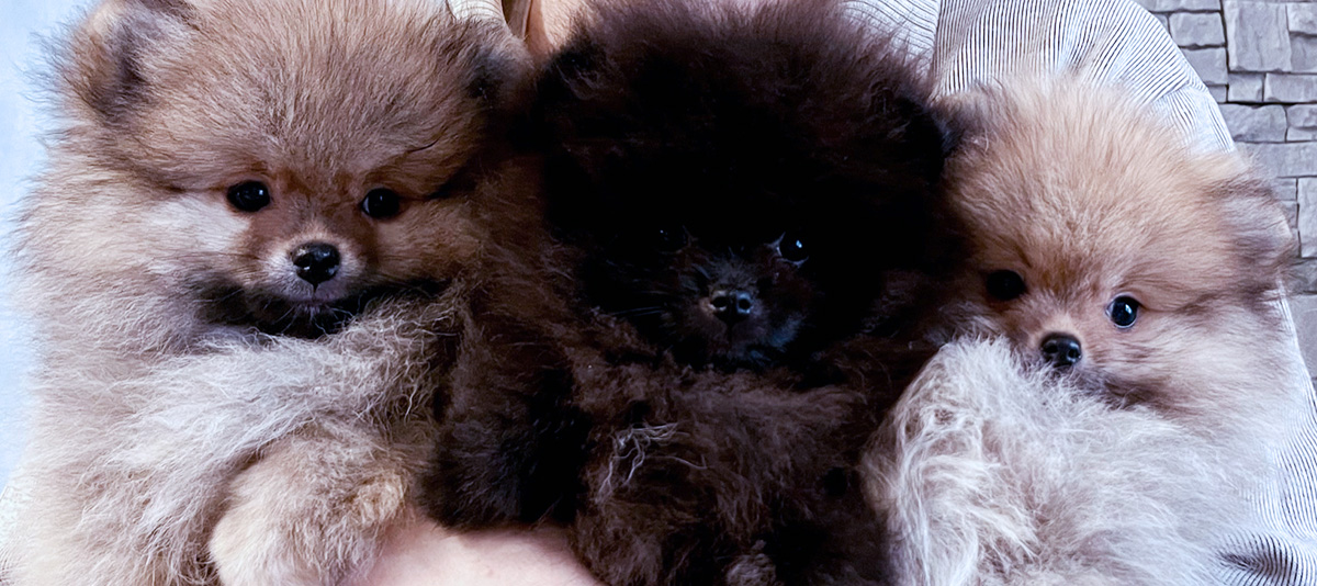 Pomeranian puppies for sale — LITTER H