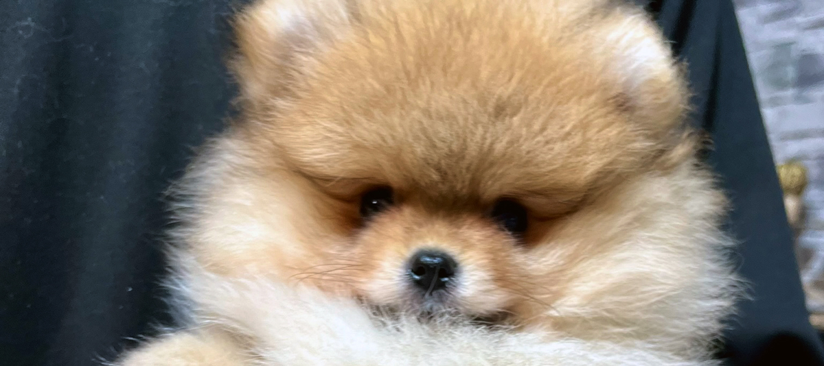 Pomeranian puppies for sale — LITTER J