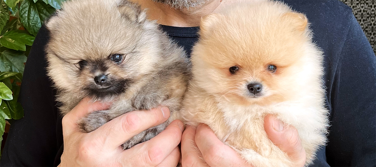 Puppies for sale