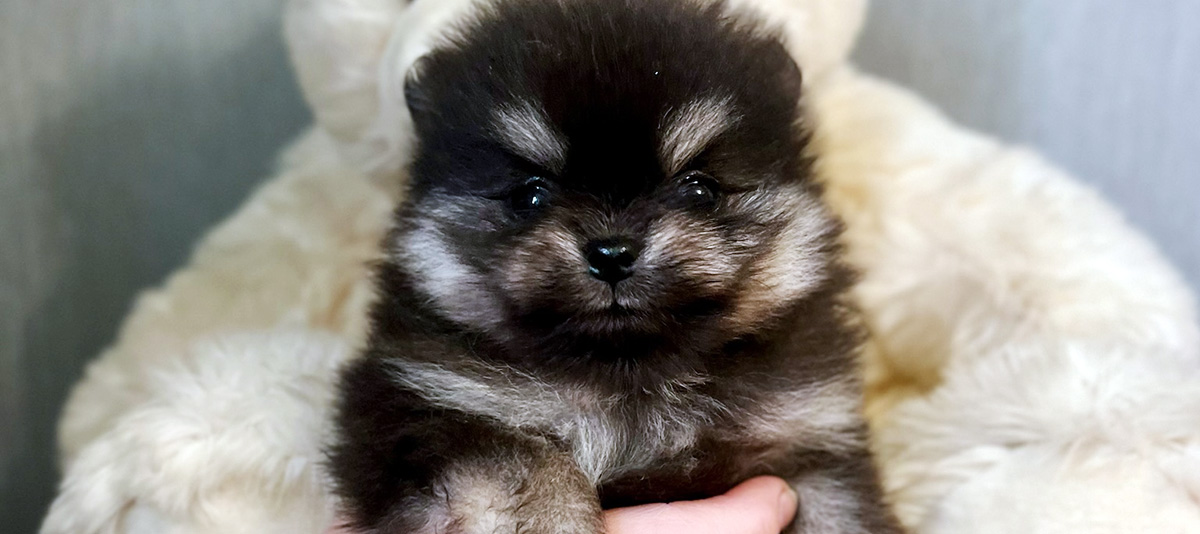 Puppies for sale