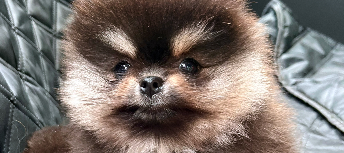 Puppies for you