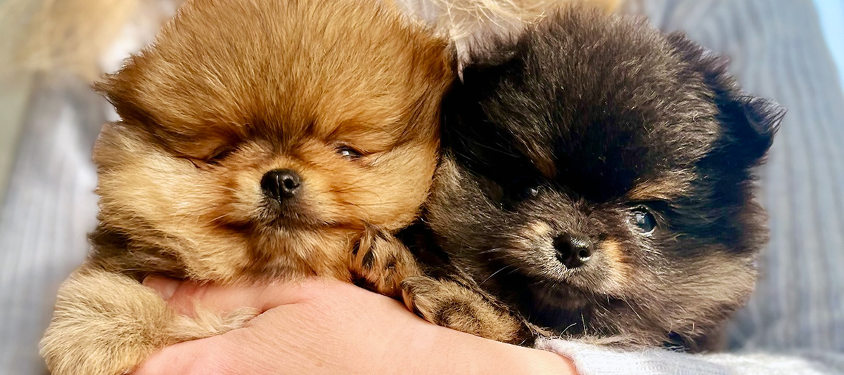 Our pets