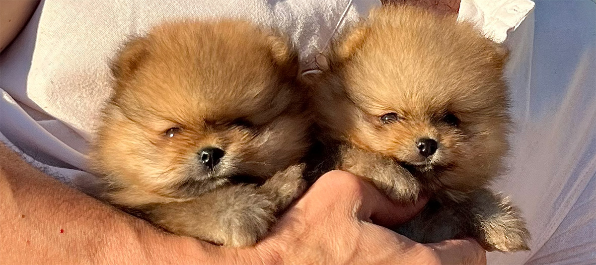Puppies for you