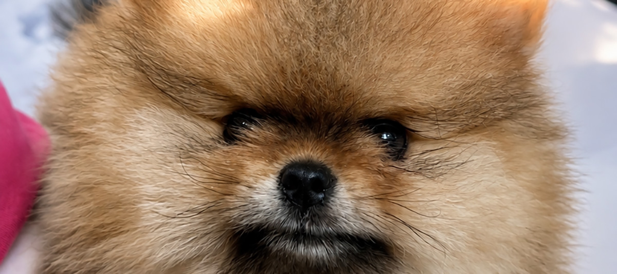 Puppies for you